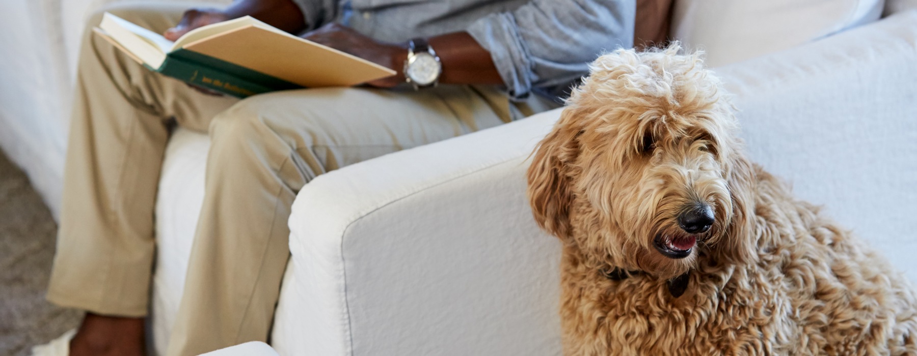 Man sitting next to goldendoodle